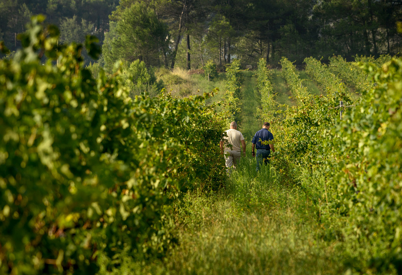 viñedos ecologicos, viticultura ecologica