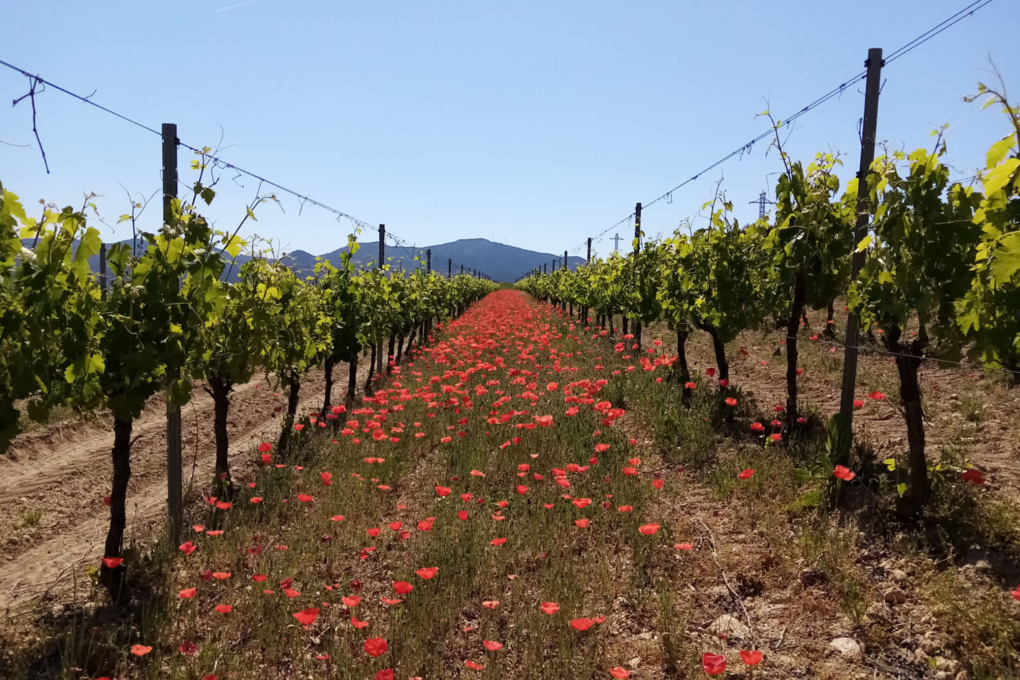 Welcome spring with a visit to our vineyards