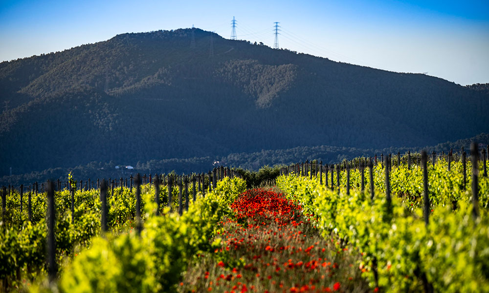 Vinyes de Juvé & Camps amb flors