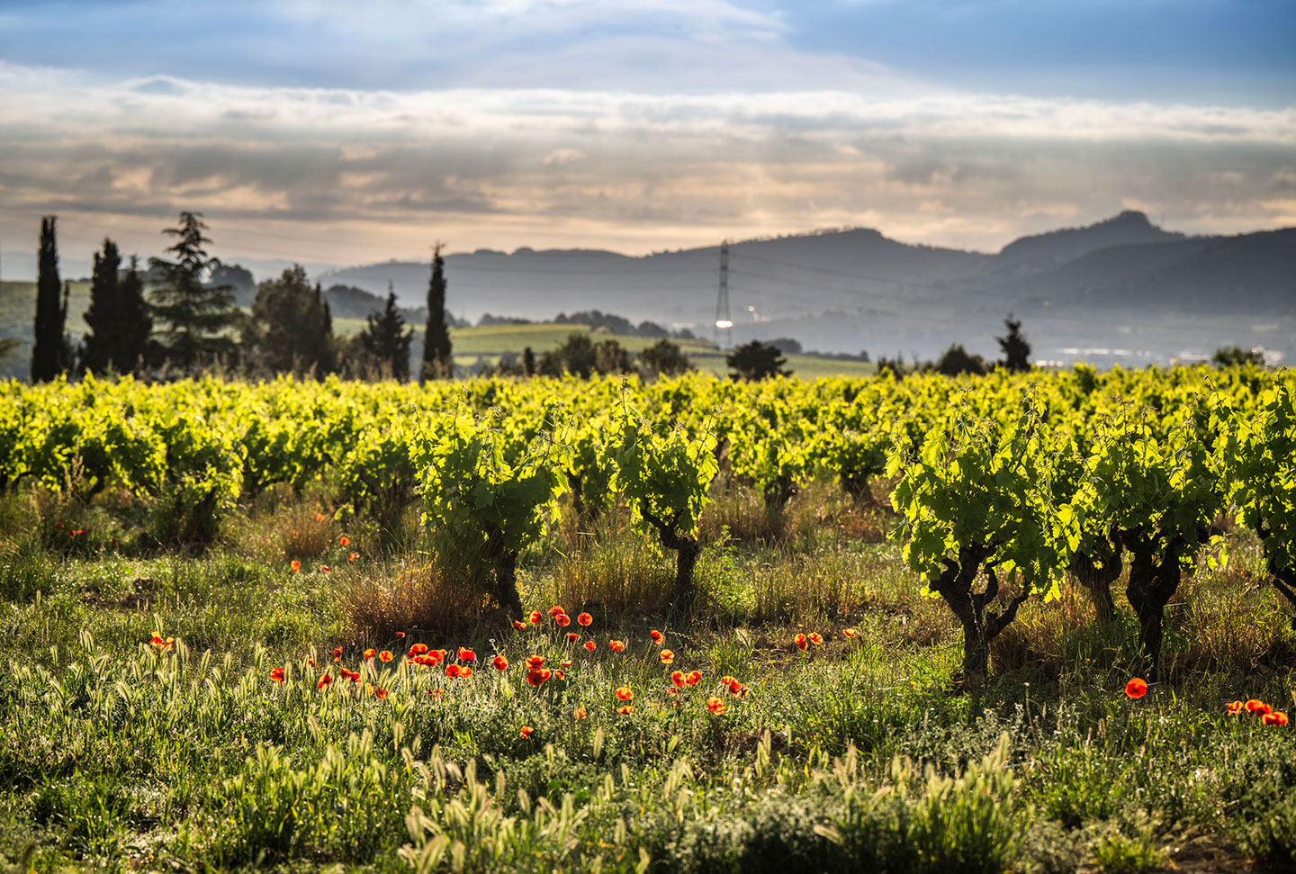 Viñedos de Juvé & Camps con flores