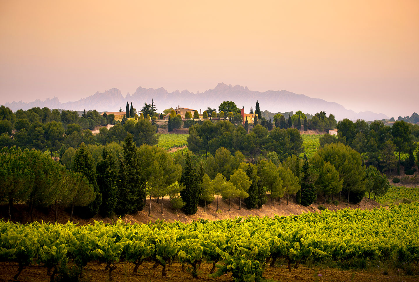 Paisaje de Casa Vella en los viñedos de Juvé & Camps