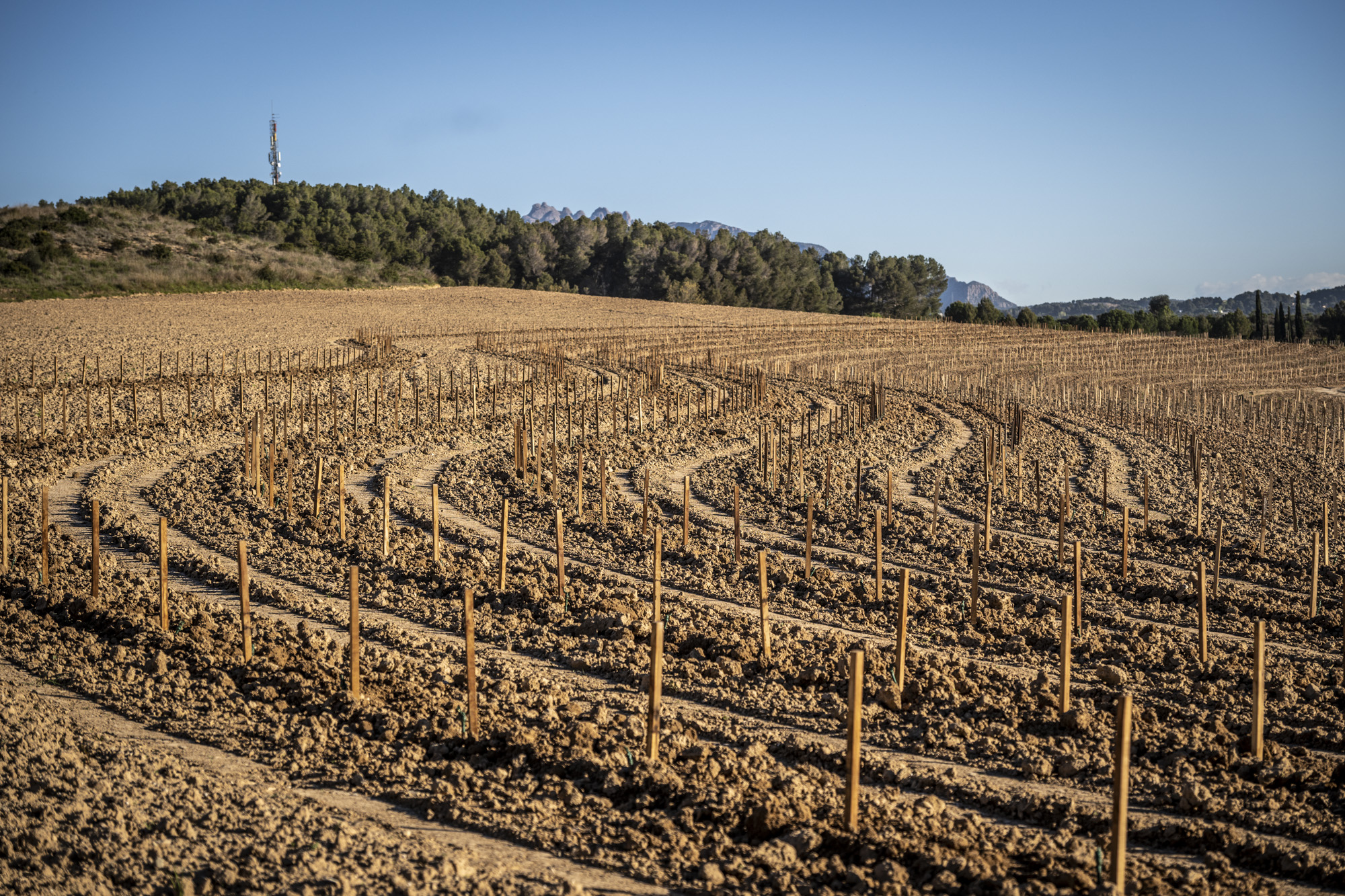 Keyline cultivation system in a vineyard plot near Can Rius at Juvé & Camps