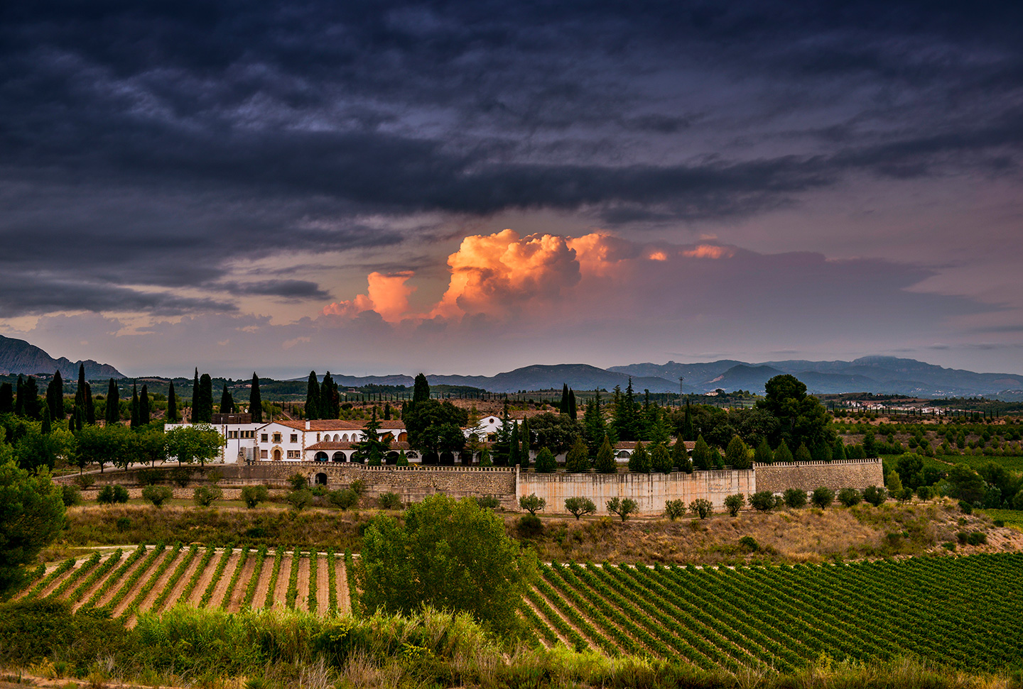 Imatge de la finca de Can Rius a les vinyes de Juvé i Camps